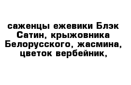 саженцы ежевики Блэк Сатин, крыжовника Белорусского, жасмина, цветок вербейник, 